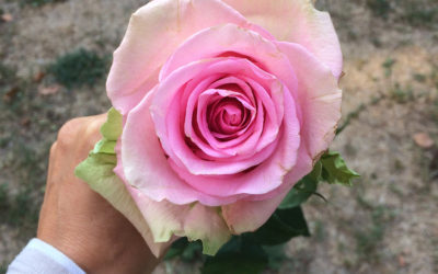 Jaká byla OSHO Mystická růže?